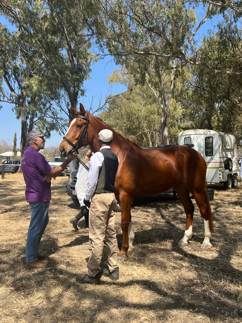 Class 13: In Hand Showing